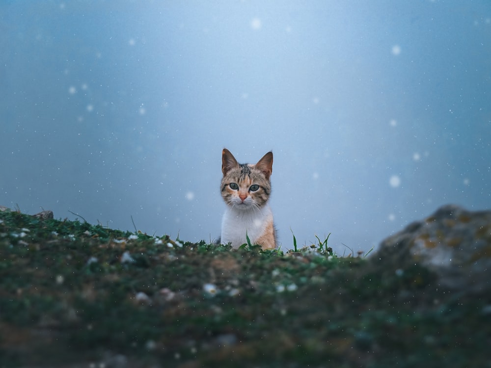 white and brown cat on green grass during daytime