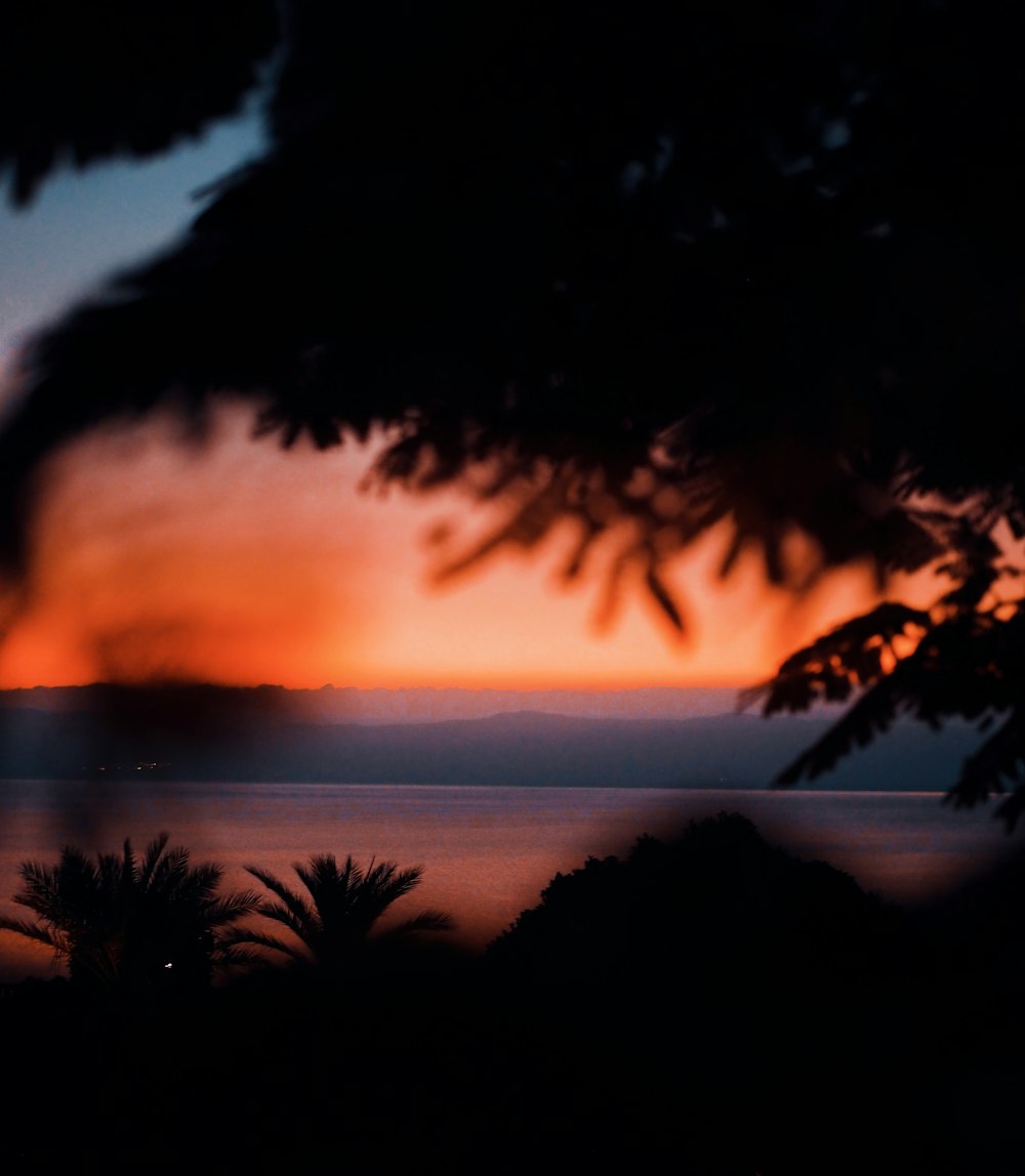 silhouette of palm trees during sunset