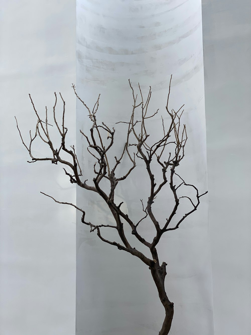 brown bare tree on white plastic container