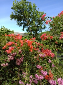 A vibrant garden scene showcasing various plants and tools.