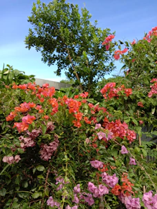 A vibrant backyard garden featuring colorful flowers and neatly trimmed shrubs under a bright sky.