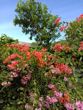 A vibrant outdoor garden scene showcasing colorful flowering plants and fresh greenery under a clear blue sky.