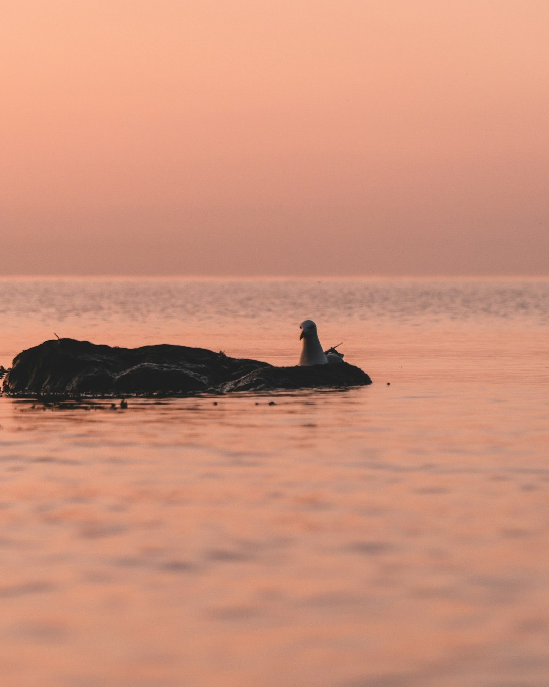 silhouette of person sitting on rock in the middle of the sea during sunset