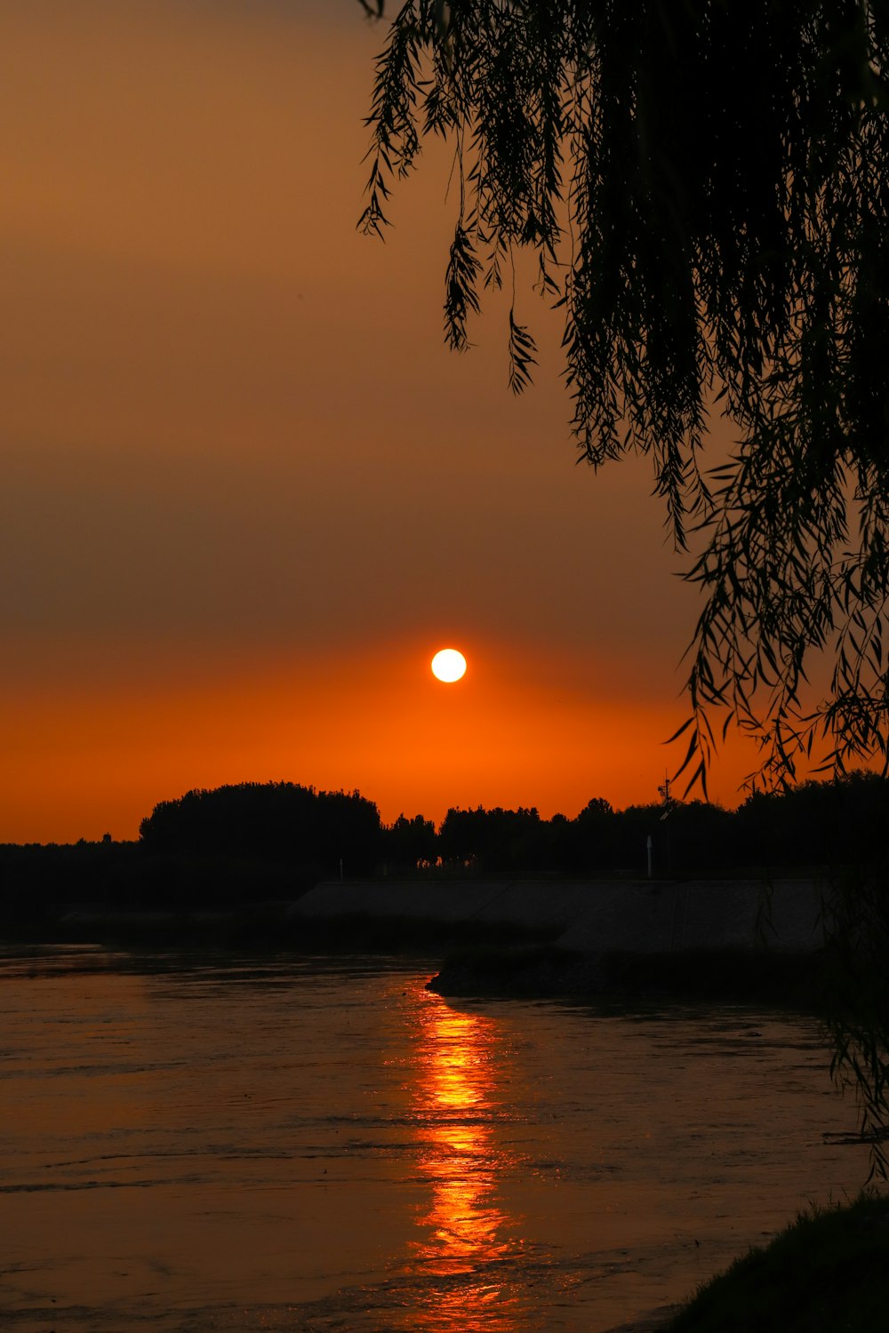 silhouette of trees near body of water during sunset