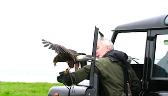 A person with grey hair wearing a dark green jacket is interacting with a large bird of prey, possibly a hawk or eagle, perched on their gloved hand. The scene takes place near a dark-colored vehicle with its door open, in an outdoor setting with green grass and a pale sky in the background.