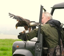 Falconer releasing a bird of prey in flight over a green field