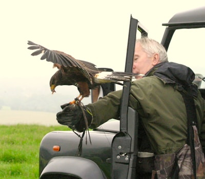 A person wearing a green jacket is handling a bird of prey from an open car door. The bird, likely a hawk, is perched on the person's gloved hand with wings partially spread. The background features a grassy field and a hazy sky.