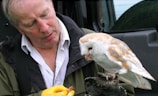 A man wearing a white shirt and an olive green jacket is holding a barn owl on a gloved hand. The orange, white, and brown-feathered owl seems to be pecking at something in the man's yellow-gloved hand. They appear to be standing in front of a dark vehicle.