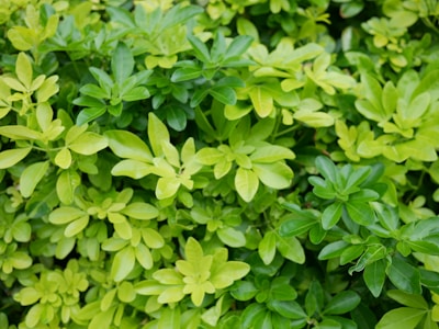 Close-up of lush green leaves showcasing the diversity of Mauritian flora.