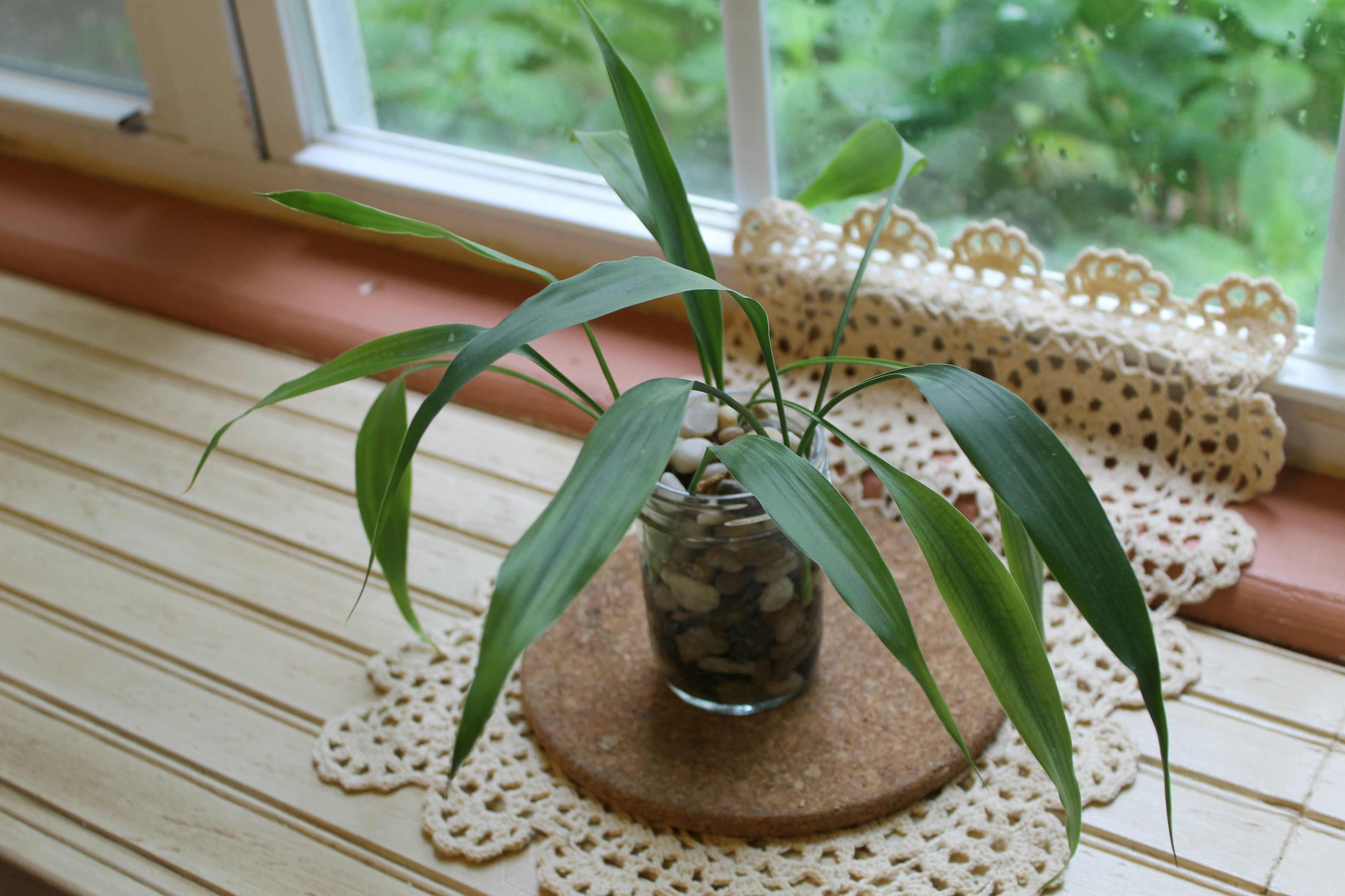 갈색 항아리에 녹색 식물