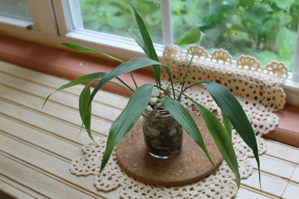 green plant on brown clay pot