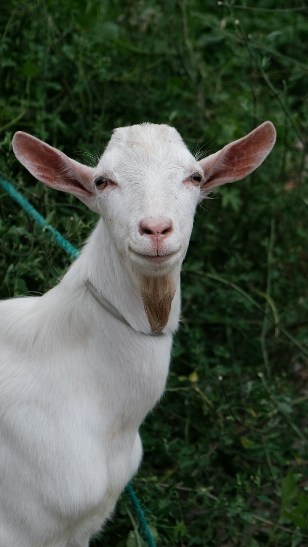 white goat on green grass during daytime