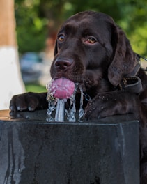 black labrador retriever puppy biting purple and white ball