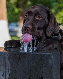 black labrador retriever puppy biting purple and white ball