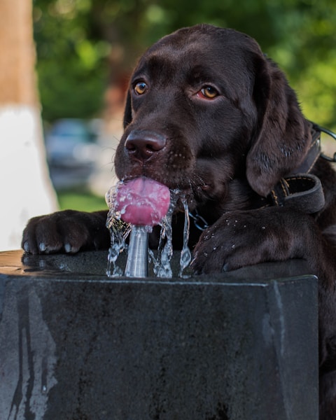 Why Is My Dog Drinking So Much Water? Causes of Excessive Thirst