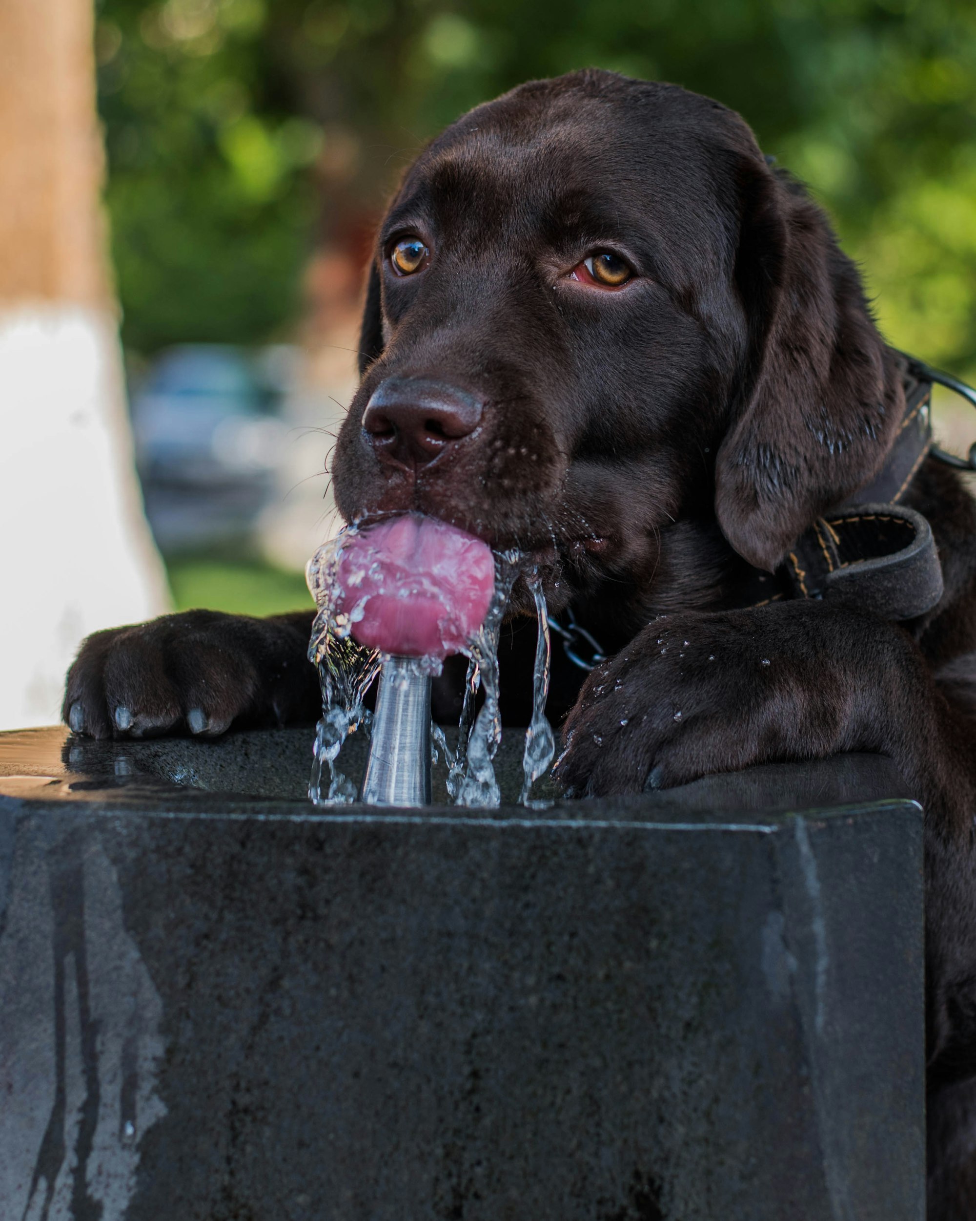 how to slow down dog drinking water