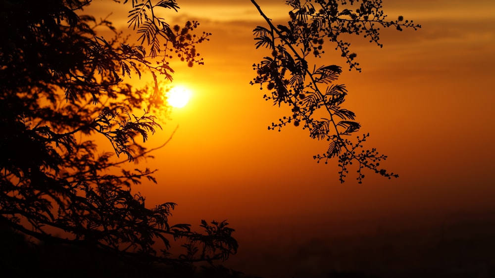 silhouette of trees during sunset