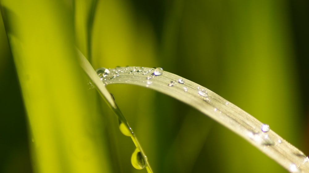 water dew on green leaf