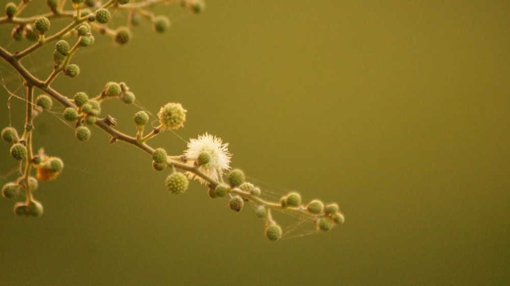 white dandelion in close up photography