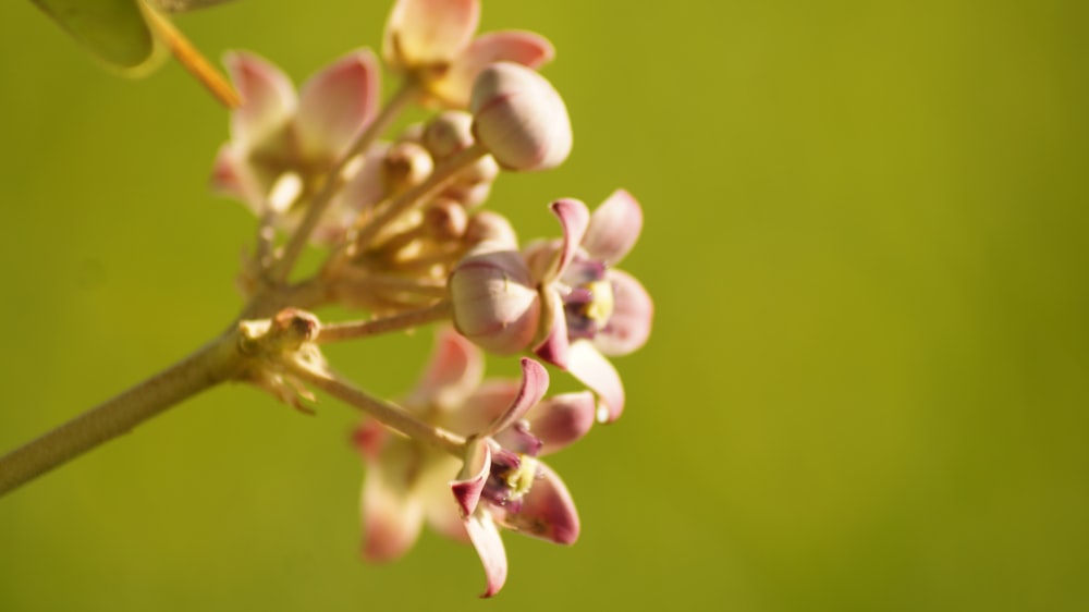 white and green flower buds