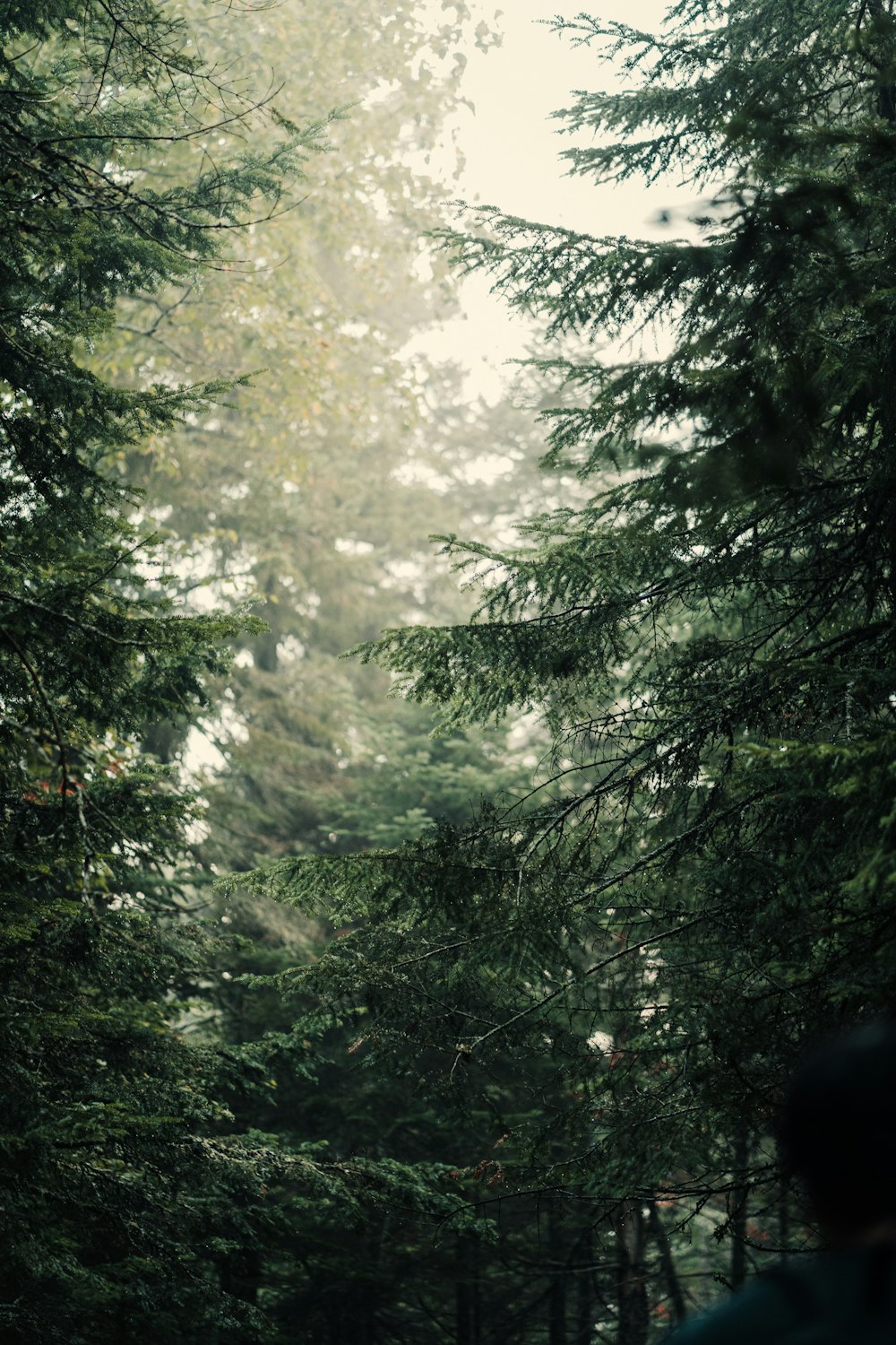 green trees under white sky during daytime