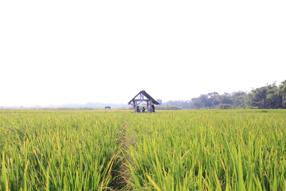 ein großes Feld aus grünem Gras mit einem Haus im Hintergrund