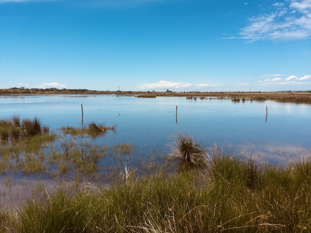 Hierba verde cerca del cuerpo de agua durante el día