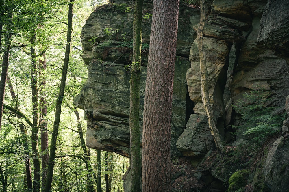 brown tree trunk on brown rock formation