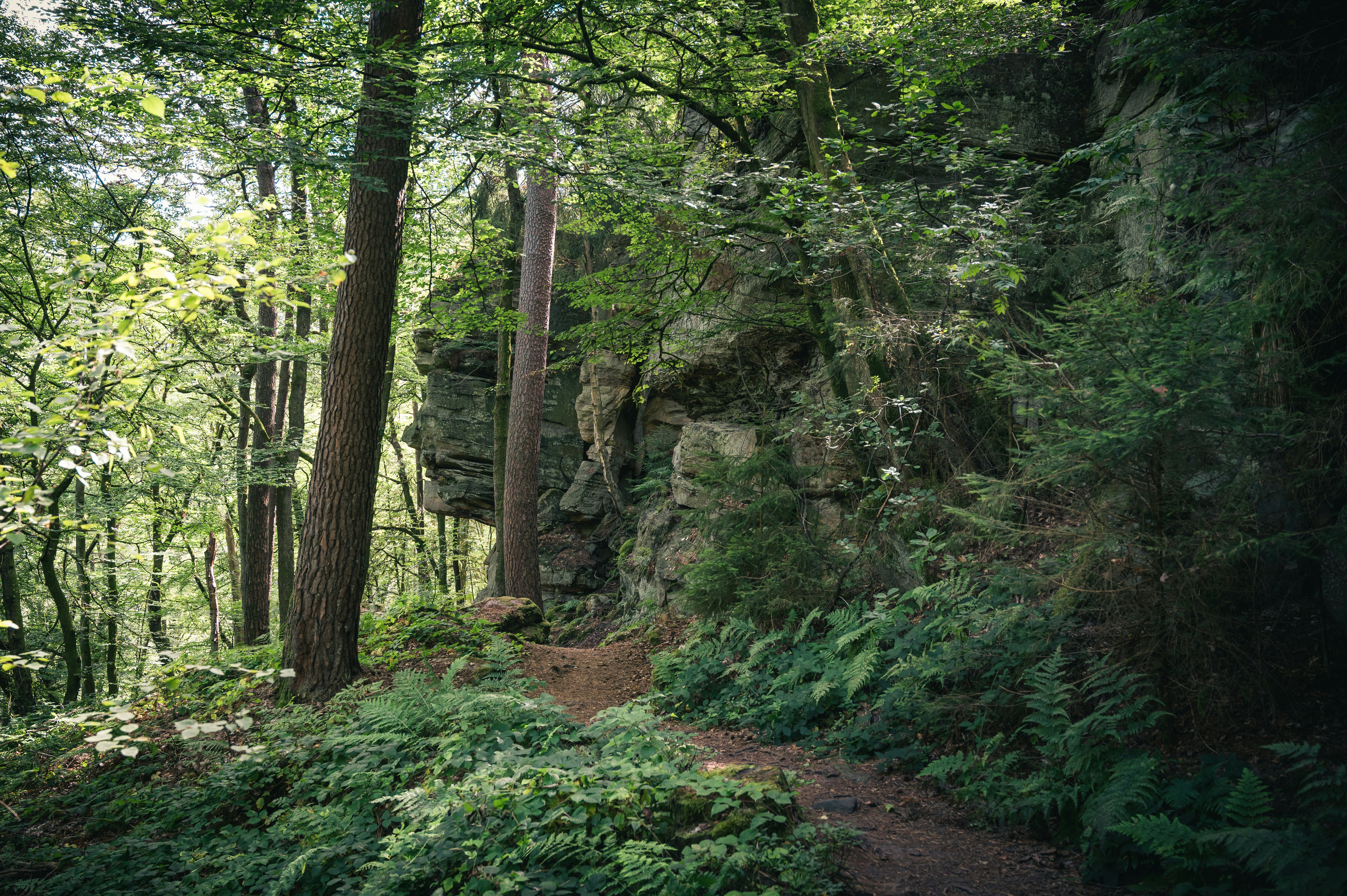 green trees and plants during daytime