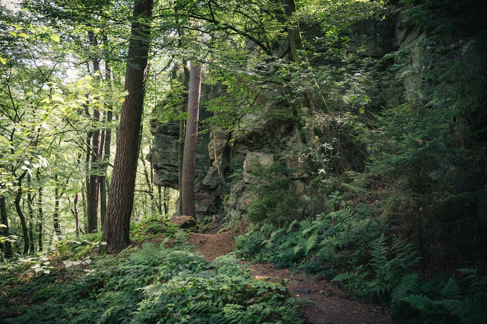 green trees and plants during daytime