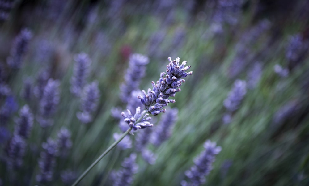 purple flower in tilt shift lens