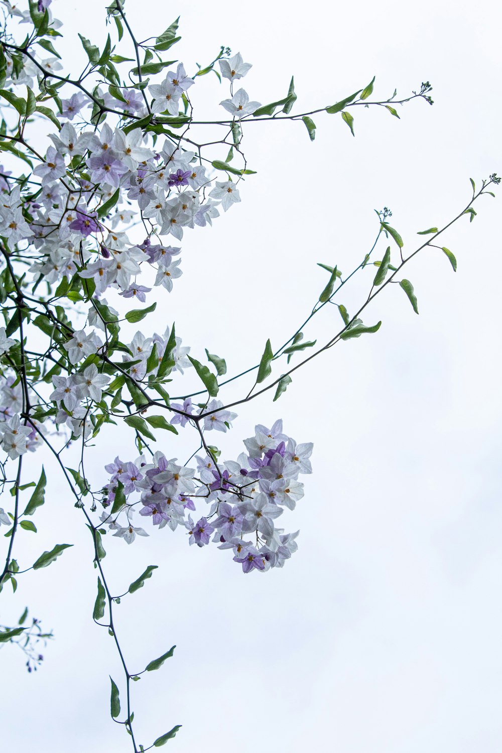 white and purple flower under white sky