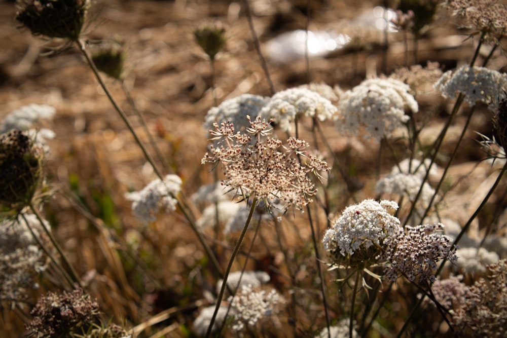 white flowers in tilt shift lens