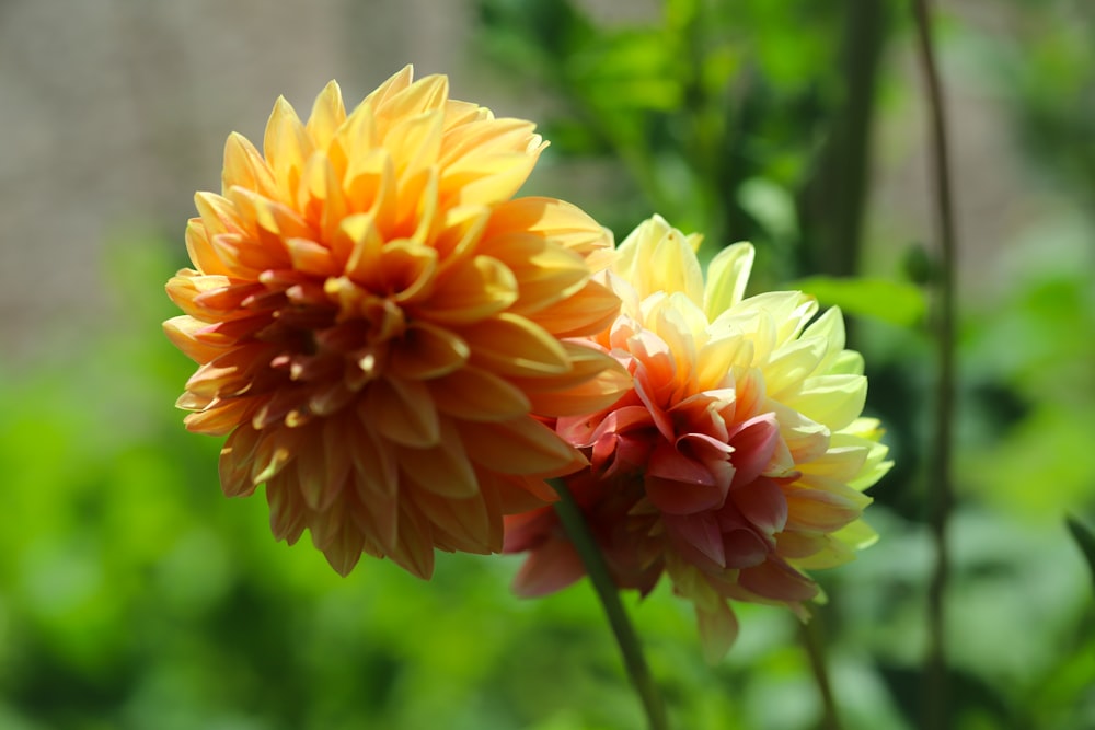 yellow and red flower in tilt shift lens