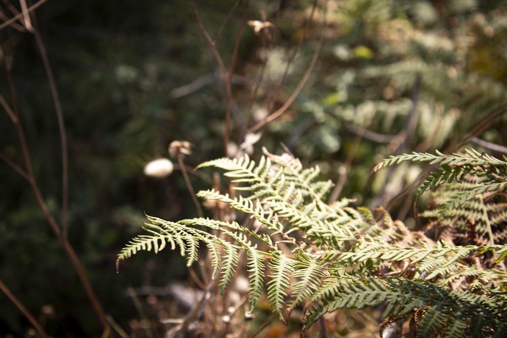 a close up of a plant with lots of leaves