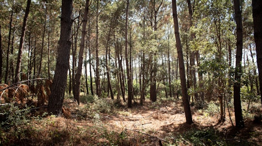 photo of Messanges Forest near Le Musée de la mer