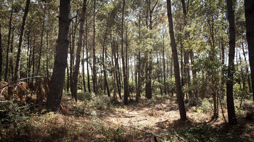 a wooded area with lots of trees and grass