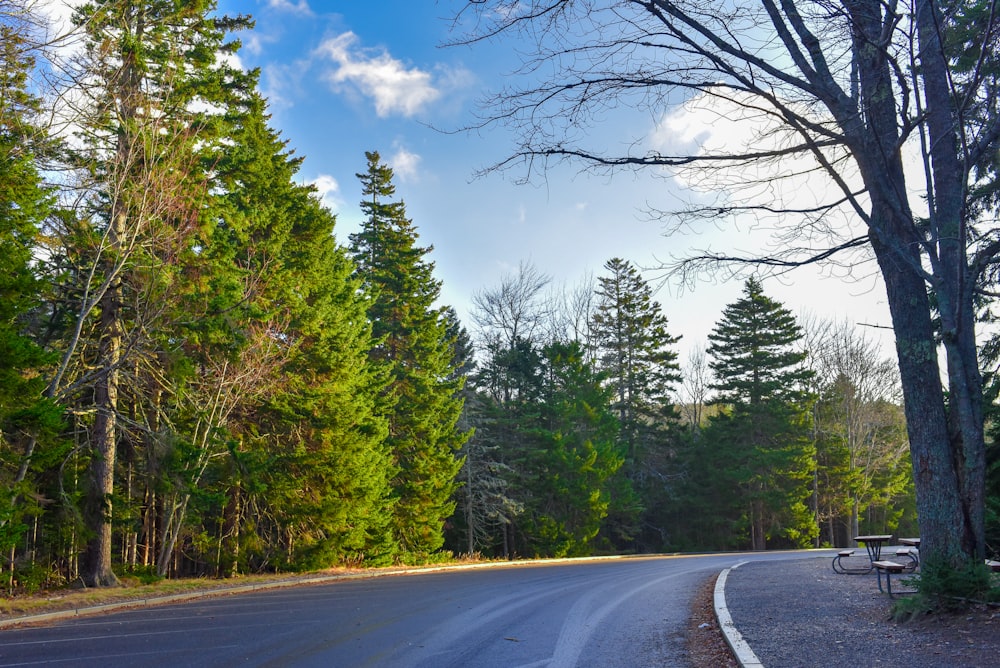 gray concrete road between green trees under blue sky during daytime