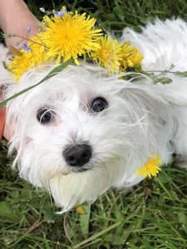 A small white dog, possibly a Maltese or similar breed, is wearing a crown made of bright yellow dandelion flowers and some small blue flowers. The dog is looking up with wide, glossy eyes. The background consists of green grass, and a person's hand is gently holding the dog's head, partially visible on the left.