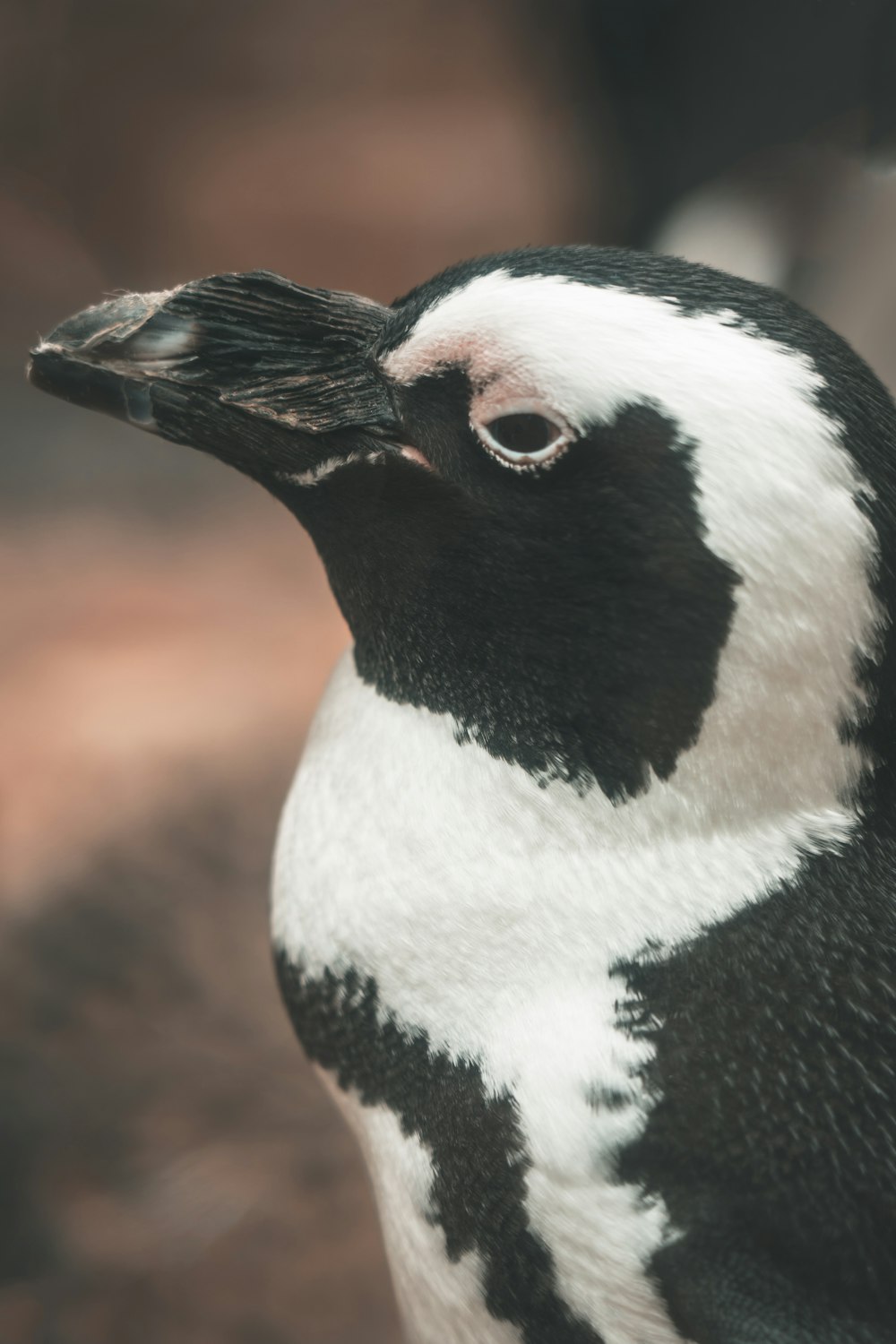 black and white penguin in close up photography