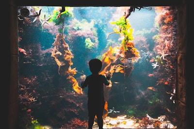 A child stands in front of a large aquarium, captivated by the vibrant underwater scene. Various types of seaweed in shades of orange and green hang within the water, and starfish are visible clinging to the glass. The background is filled with diverse marine life and coral structures, suggesting a colorful and lively aquatic environment.