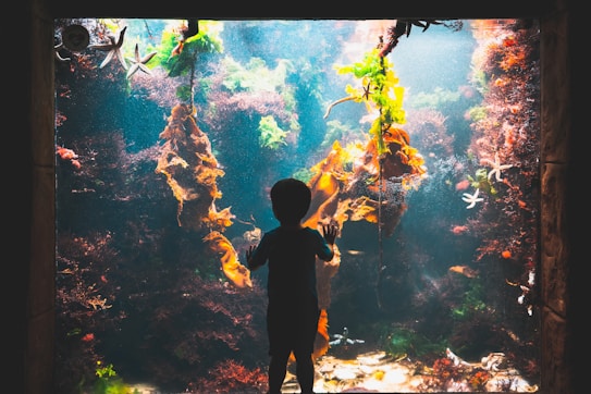 A child stands in front of a large aquarium, captivated by the vibrant underwater scene. Various types of seaweed in shades of orange and green hang within the water, and starfish are visible clinging to the glass. The background is filled with diverse marine life and coral structures, suggesting a colorful and lively aquatic environment.
