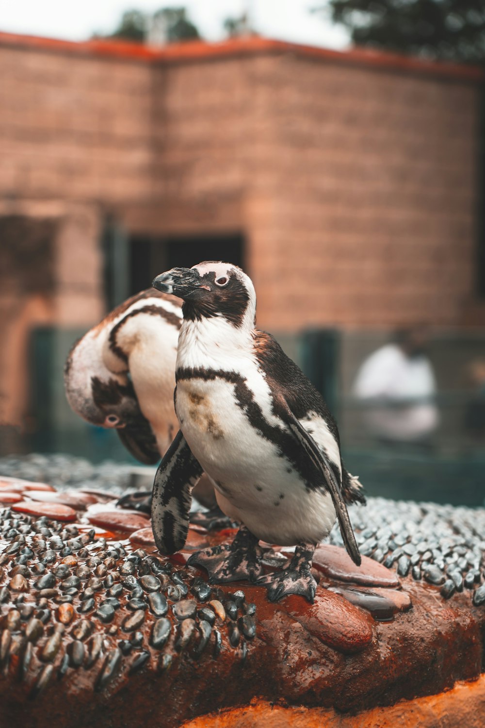 black and white bird on black and brown stones