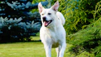 A joyful dog running freely in a spotless yard, enjoying the clean space.