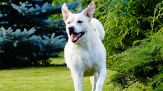 A joyful dog running freely in a pristine lawn after cleanup.