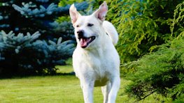 A joyful dog running freely in a spotless yard, enjoying the clean space.
