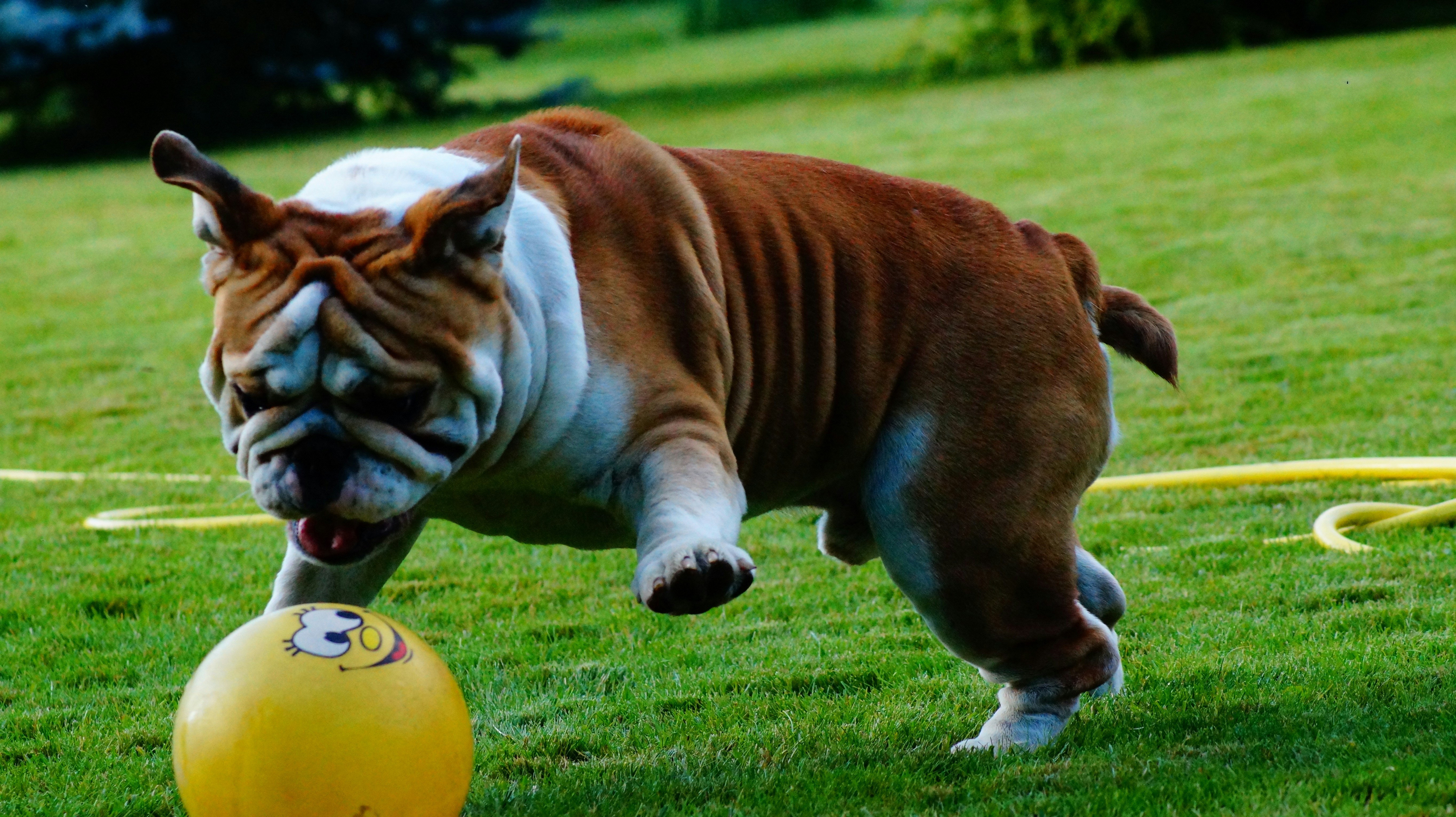 8 Best American Bulldogs Fun Training Challenges