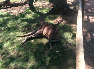 A kangaroo resting near a golf green under a clear blue sky.