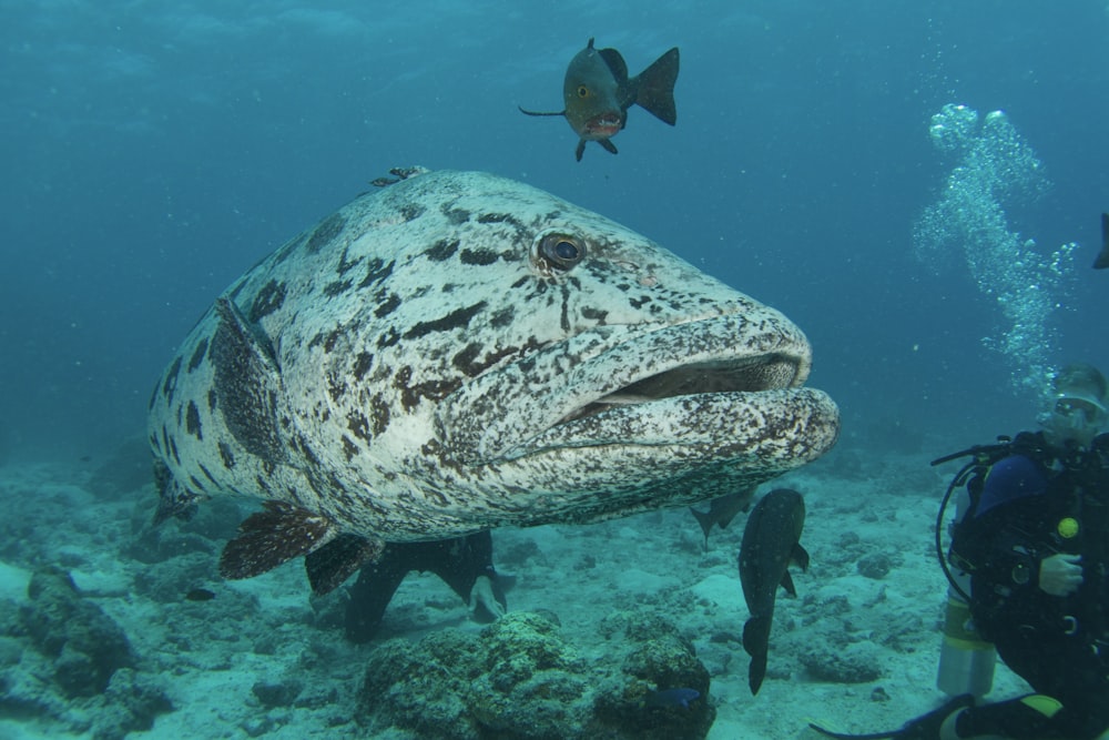 black and white fish under water