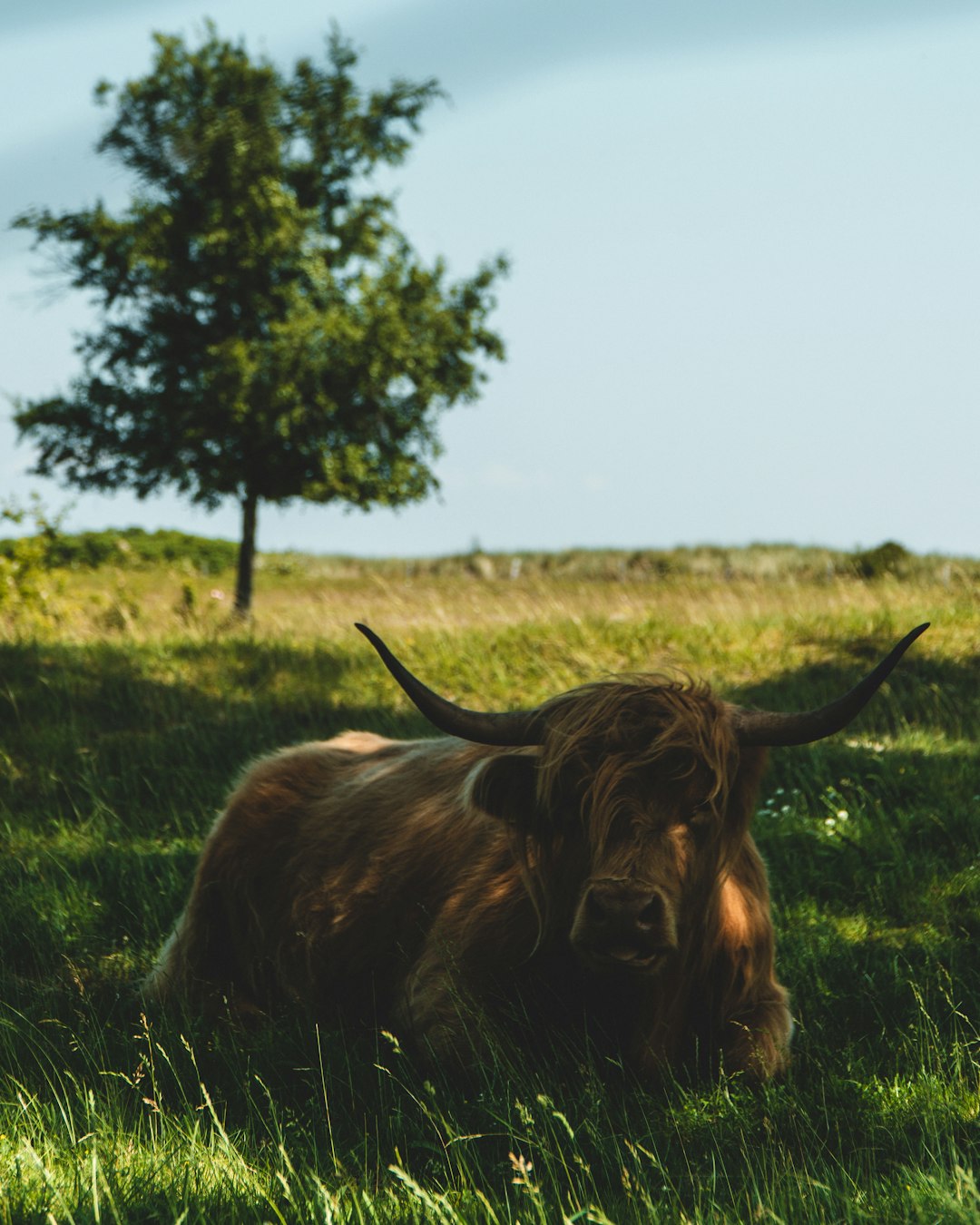 brown yak on green grass field during daytime